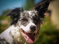 Étalon Border Collie - Nayra des anges de saika (Sans Affixe)