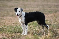 Étalon Border Collie - Peach Du Domaine Du Bois Rosier