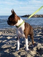 Étalon Boston Terrier - Jade De L'Etoile De Tao