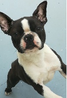 Étalon Boston Terrier - Orion of Cuddle and Beauty