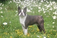 Étalon Boston Terrier - CH. Oup's j'ai glissé chef Du grand fresnoy