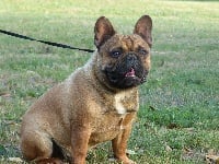 Étalon Bouledogue français - Oscar de la baie des îles