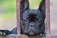 Étalon Bouledogue français - Nilita nazarée da luz Des Glycines Enchantées