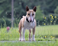 Étalon Bull Terrier Miniature - Ouallie of bully roger's