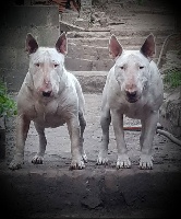 Étalon Bull Terrier - New look Of Tessa's Dream