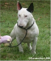 Étalon Bull Terrier - Emred Devil's sinner