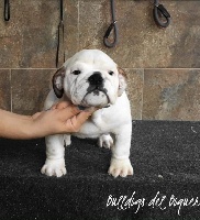 Étalon Bulldog Anglais - boqueron Oro blanco