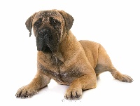 Étalon Bullmastiff - Miami du Temps des Paluns