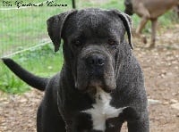 Étalon Cane Corso - Marylin monroe Des Deesses Du Temple