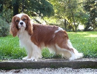 Étalon Cavalier King Charles Spaniel - gillespie Look like a diamond