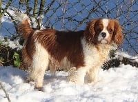 Étalon Cavalier King Charles Spaniel - Opus domaine de l ostrevent