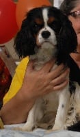 Étalon Cavalier King Charles Spaniel - Olane du Royaume des Atrébates