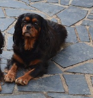 Étalon Cavalier King Charles Spaniel - Goyave du clos des musiciens