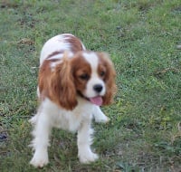 Étalon Cavalier King Charles Spaniel - Pee-wee Des Senteurs De Provence