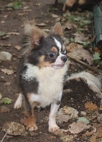 Étalon Chihuahua - Mistral gagnant du chemin de l'Eldorado