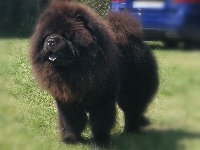 Étalon Chow Chow - CH. Lewis Of Lovely Blueberries