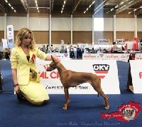 Étalon Cirneco dell-Etna - CH. Silvento Medea