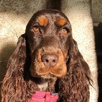 Étalon Cocker Spaniel Anglais - Nirvâna de l'Empereur Sirius