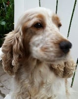 Étalon Cocker Spaniel Anglais - Havane du Moulin de CLEMENCEY