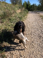 Étalon Cocker Spaniel Anglais - Ogustine (fanny) Des terres froides