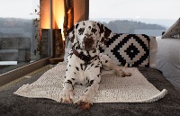 Étalon Dalmatien - CH. Starmagic Louna