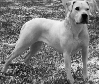 Étalon Dogo Argentino - Number one De La Crau Blanche