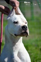 Étalon Dogo Argentino - Hiena de la pampita