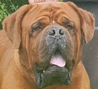 Étalon Dogue de Bordeaux - Lucien de la vallée de Saint Georges