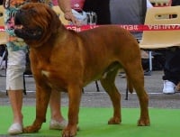 Étalon Dogue de Bordeaux - I'am jules de la vallée de Saint Georges