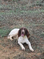 Étalon English Springer Spaniel - Neyssy des Etangs de Dame Blanche