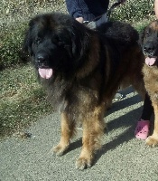 Étalon Leonberger - Leonard love Des Malabars Au Coeur Tendre