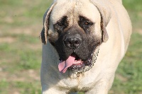 Étalon Mastiff - Ouini l'ourson miss blue Du Clan Des Sel