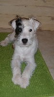Étalon Parson Russell Terrier - Loly Du Fond Cailloux