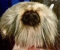 Étalon Pekinois - CH. Vannjty Mohamed ali