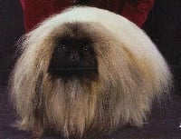 Étalon Pekinois - CH. blevwil Starlight liaison