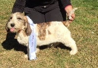 Étalon Petit Basset griffon vendeen - Ouragan (Sans Affixe)