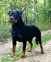 Étalon Rottweiler - Neyka vom Haus Metzgerhund