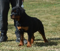 Étalon Rottweiler - Pearl Du Temple D'Adranos