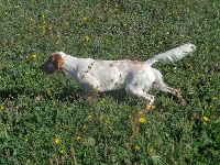 Étalon Setter Anglais - Perle des Dames de Lachamp