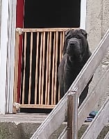 Étalon Shar Pei - O'mana Des Rêves De Yamaja