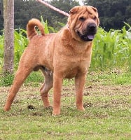 Étalon Shar Pei - Nacao du Château De Ma Mère