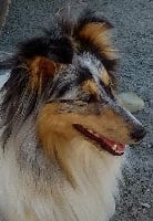 Étalon Shetland Sheepdog - Olympe of freedom island