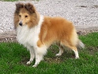 Étalon Shetland Sheepdog - Odin the viking Des Louves Du Houtland