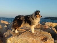 Étalon Shetland Sheepdog - O'new jersey Des Bergers Du Landas