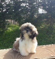 Étalon Shih Tzu - Popy de l eternel mitness