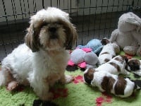 Étalon Shih Tzu - Margot du jardin d'Abby Van