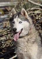 Étalon Siberian Husky - Ona Des Loups Des Pyrenees