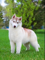 Étalon Siberian Husky - Uti puti of siberian country