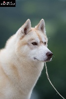 Étalon Siberian Husky - CH. Lucky Of City Dream's