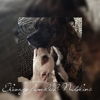 Étalon Staffordshire Bull Terrier - Natolini Pandora amoro rosso